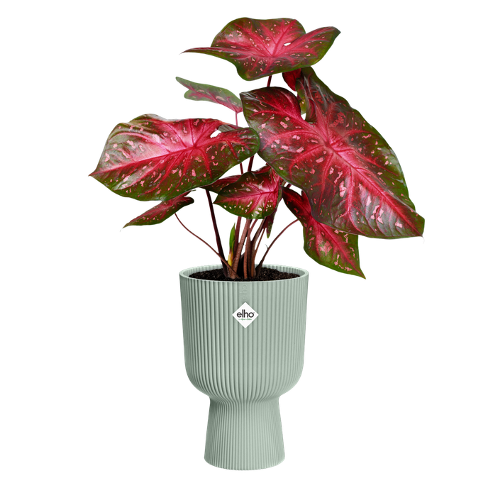 vibes fold coupe 30cm sorbet groen